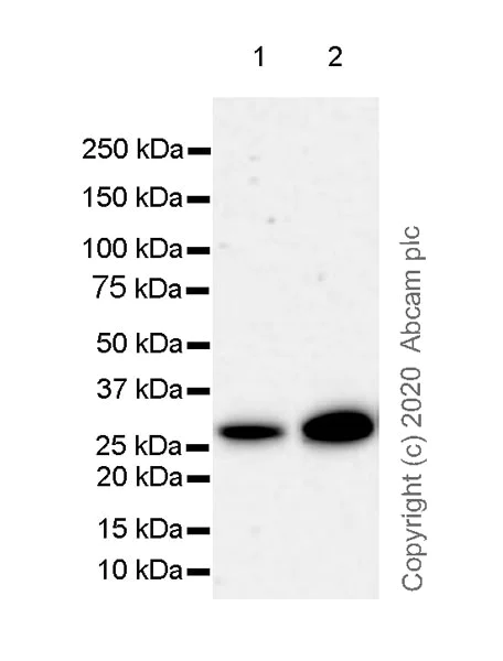 Western blot - Anti-Kallikrein 6 antibody [EPR23352-128] - BSA and Azide free (AB273504)