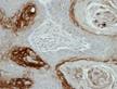 Immunohistochemistry (Formalin/PFA-fixed paraffin-embedded sections) - Anti-Kallikrein 7/KLK7 antibody (AB96710)