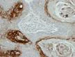 Immunohistochemistry (Formalin/PFA-fixed paraffin-embedded sections) - Anti-Kallikrein 7/KLK7 antibody (AB96710)