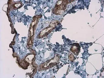Immunohistochemistry (Formalin/PFA-fixed paraffin-embedded sections) - Anti-Kallikrein 7/KLK7 antibody (AB96710)
