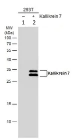 Western blot - Anti-Kallikrein 7/KLK7 antibody (AB96710)