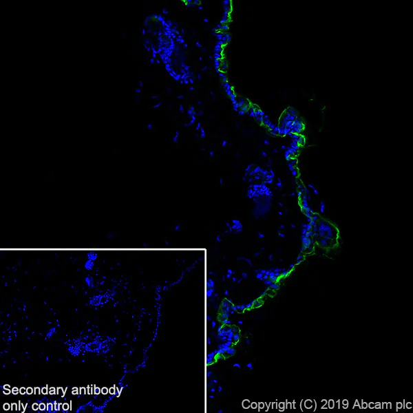 Immunohistochemistry (Frozen sections) - Anti-Kallikrein 7/KLK7 antibody [EPR22594-203] (AB254258)