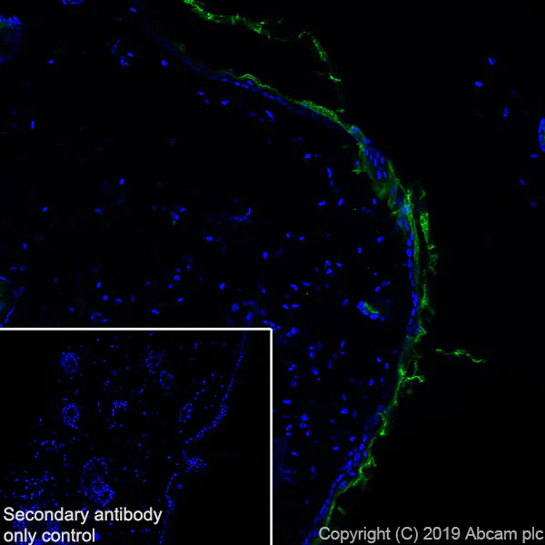 Immunohistochemistry (Frozen sections) - Anti-Kallikrein 7/KLK7 antibody [EPR22594-203] - BSA and Azide free (AB255328)