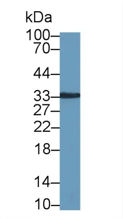 Western blot - Anti-Kallikrein 8/KLK8 antibody (AB232839)