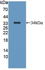 Western blot - Anti-Kallikrein 8/KLK8 antibody (AB232839), expandable thumbnail