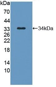Western blot - Anti-Kallikrein 8/KLK8 antibody (AB232839)