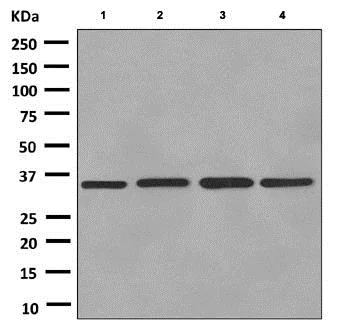 Western blot - Anti-Kallikrein 8/KLK8 antibody [EPR5752(2)] - BSA and Azide free (AB248964)