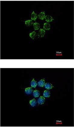 Immunocytochemistry/ Immunofluorescence - Anti-Kallistatin/PI-4 antibody (AB154597)