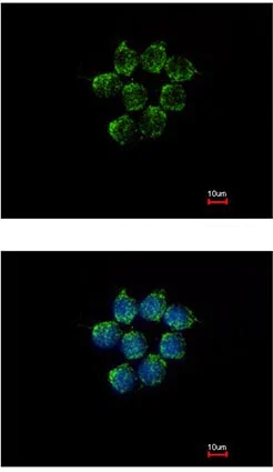 Immunocytochemistry/ Immunofluorescence - Anti-Kallistatin/PI-4 antibody (AB154597)