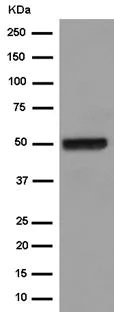 Western blot - Anti-Kallistatin/PI-4 antibody [EPR15310] - BSA and Azide free (AB250934)