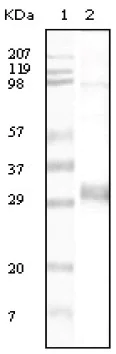 Western blot - Anti-kan antibody [4B4D1] (AB60018)
