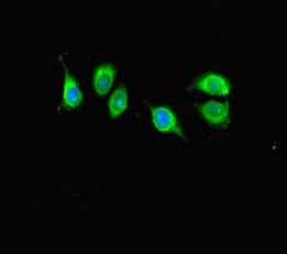 Immunocytochemistry/ Immunofluorescence - Anti-KANSL1 antibody (AB230008)