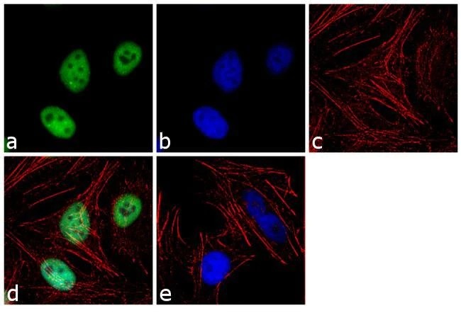 Anti-KAP1 antibody [20C1]