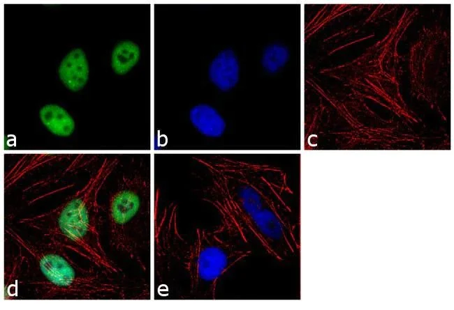 Immunocytochemistry - Anti-KAP1 antibody [20C1] (AB22553)