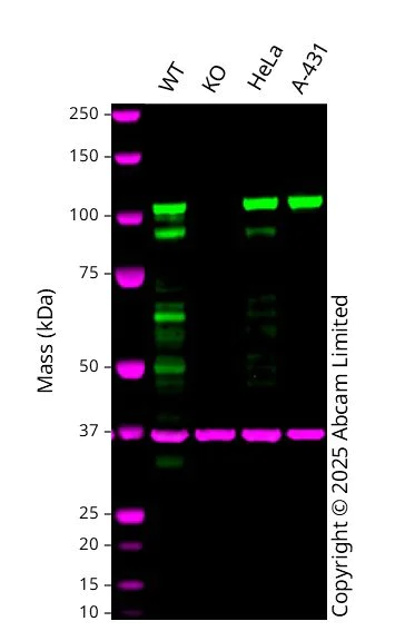 Western blot - Anti-KAP1 antibody [20C1] (AB22553)