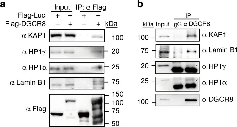 Western blot - Anti-KAP1 antibody [20C1] (AB22553)