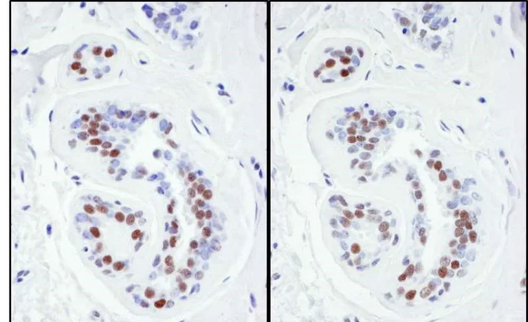 Immunohistochemistry (Formalin/PFA-fixed paraffin-embedded sections) - Anti-KAP1 antibody (AB10483)