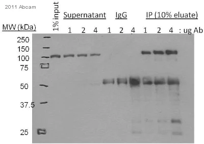Immunoprecipitation - Anti-KAP1 antibody (AB10483)