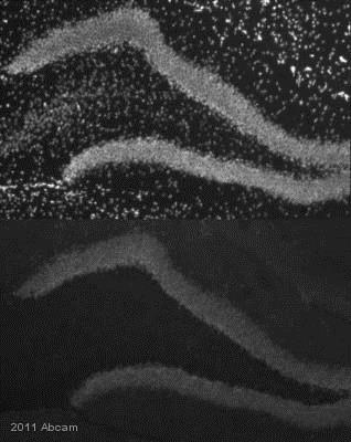 Immunohistochemistry (Formalin/PFA-fixed paraffin-embedded sections) - Anti-KAP1 antibody (AB10484), expandable thumbnail