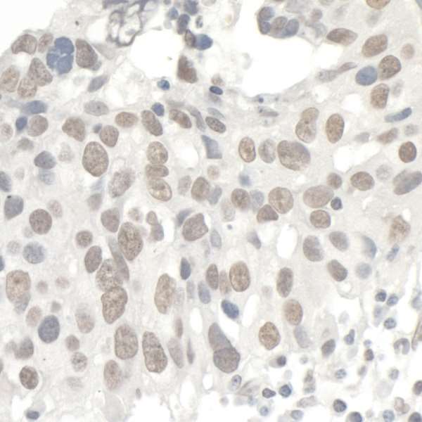 Immunohistochemistry (Formalin/PFA-fixed paraffin-embedded sections) - Anti-KAP1 antibody (AB10484), expandable thumbnail