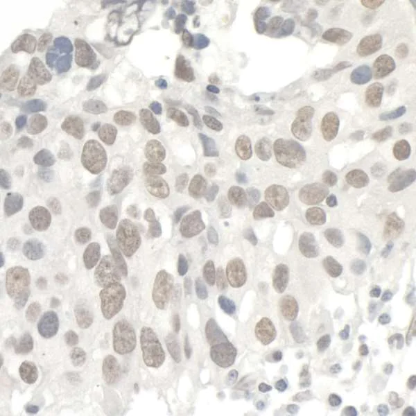 Immunohistochemistry (Formalin/PFA-fixed paraffin-embedded sections) - Anti-KAP1 antibody (AB10484)