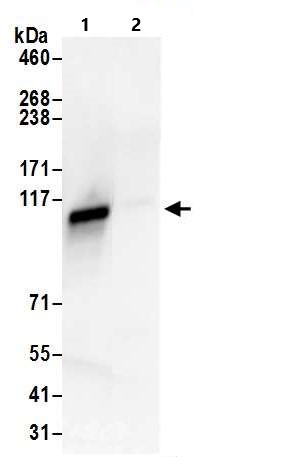 Immunoprecipitation - Anti-KAP1 antibody (AB10484), expandable thumbnail