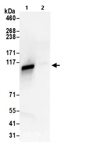 Immunoprecipitation - Anti-KAP1 antibody (AB10484)