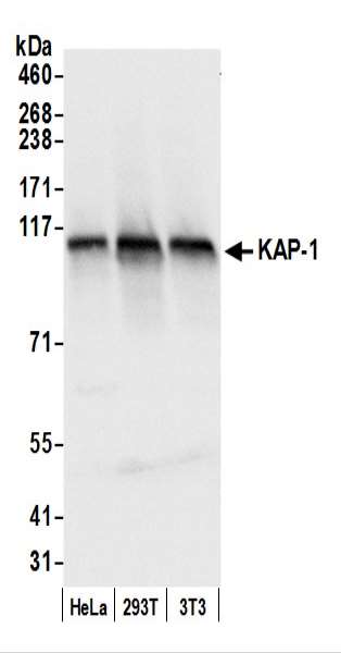 Western blot - Anti-KAP1 antibody (AB10484), expandable thumbnail