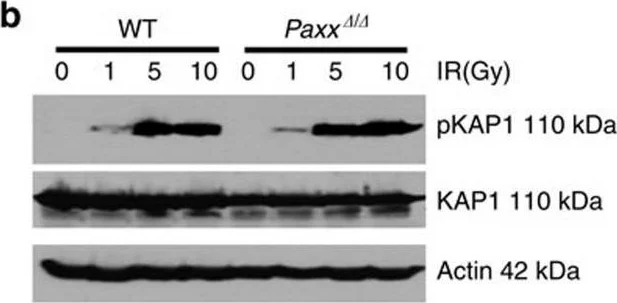 Western blot - Anti-KAP1 antibody (AB10484)