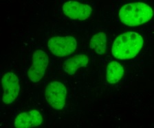 Immunocytochemistry/ Immunofluorescence - Anti-KAP1 antibody (AB190178), expandable thumbnail