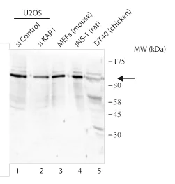 Western blot - Anti-KAP1 antibody (AB190178)