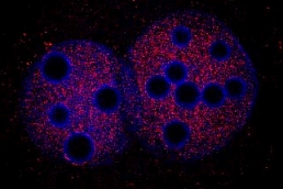 Immunocytochemistry/ Immunofluorescence - Anti-KAP1 antibody (AB3831), expandable thumbnail