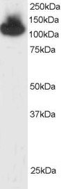 Western blot - Anti-KAP1 antibody (AB3831), expandable thumbnail