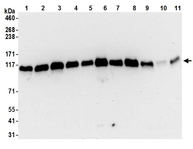 Western blot - Anti-KAP1 antibody [BL-248-2G6] (AB243871)