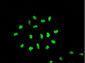 Immunocytochemistry/ Immunofluorescence - Anti-KAP1 antibody [EPR5216] (AB109287), expandable thumbnail