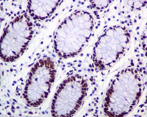 Immunohistochemistry (Formalin/PFA-fixed paraffin-embedded sections) - Anti-KAP1 antibody [EPR5216] (AB109287)
