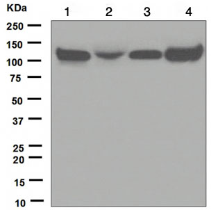 Western blot - Anti-KAP1 antibody [EPR5216] (AB109287), expandable thumbnail