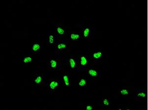 Immunocytochemistry/ Immunofluorescence - Anti-KAP1 antibody [EPR5216] - BSA and Azide free (AB215548)