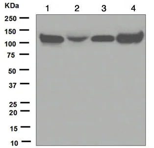 Western blot - Anti-KAP1 antibody [EPR5216] - BSA and Azide free (AB215548)