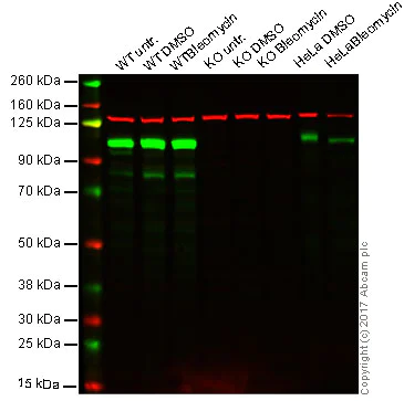 Western blot - Anti-KAP1 antibody [EPR5216] - BSA and Azide free (AB215548)