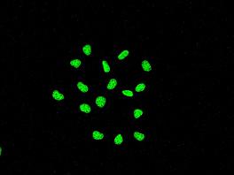 Immunocytochemistry/ Immunofluorescence - Anti-KAP1 antibody [EPR5217] (AB109289)