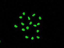 Immunocytochemistry/ Immunofluorescence - Anti-KAP1 antibody [EPR5217] (AB109289)