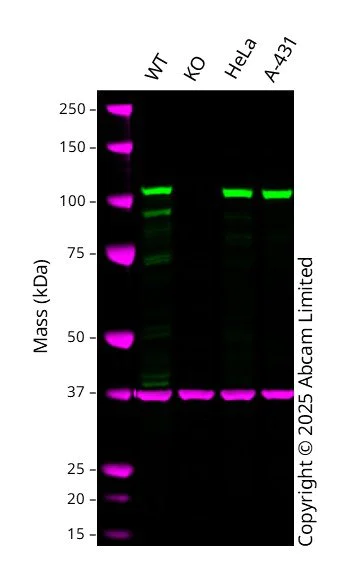 Western blot - Anti-KAP1 antibody [EPR5217] (AB109289)