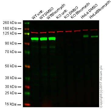 Western blot - Anti-KAP1 antibody [EPR5217] (AB109289)