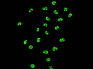 Immunocytochemistry/ Immunofluorescence - Anti-KAP1 antibody [EPR5249] (AB109545)