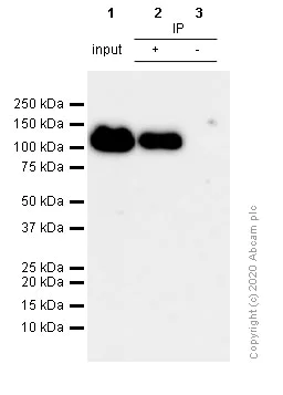 Immunoprecipitation - Anti-KAP1 antibody [EPR5249] (AB109545)