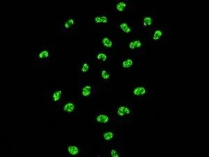 Immunocytochemistry/ Immunofluorescence - Anti-KAP1 antibody [EPR5249] - BSA and Azide free (AB247904)