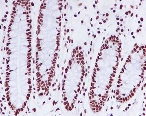 Immunohistochemistry (Formalin/PFA-fixed paraffin-embedded sections) - Anti-KAP1 antibody [EPR5249] - BSA and Azide free (AB247904)