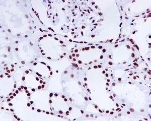 Immunohistochemistry (Formalin/PFA-fixed paraffin-embedded sections) - Anti-KAP1 antibody [EPR5249] - BSA and Azide free (AB247904)