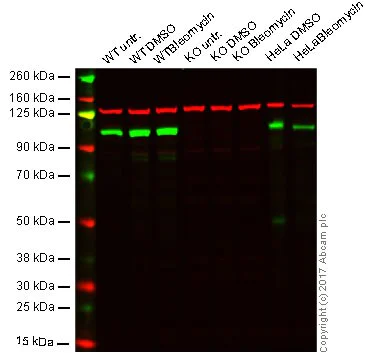 Western blot - Anti-KAP1 antibody [EPR5249] - BSA and Azide free (AB247904)